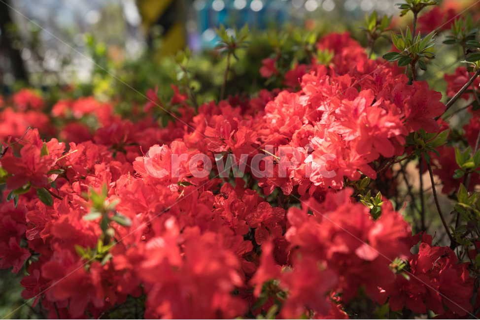 빨간,철쭉,햇살,풀,자연,식물,자연,plants,nature,꽃,flower