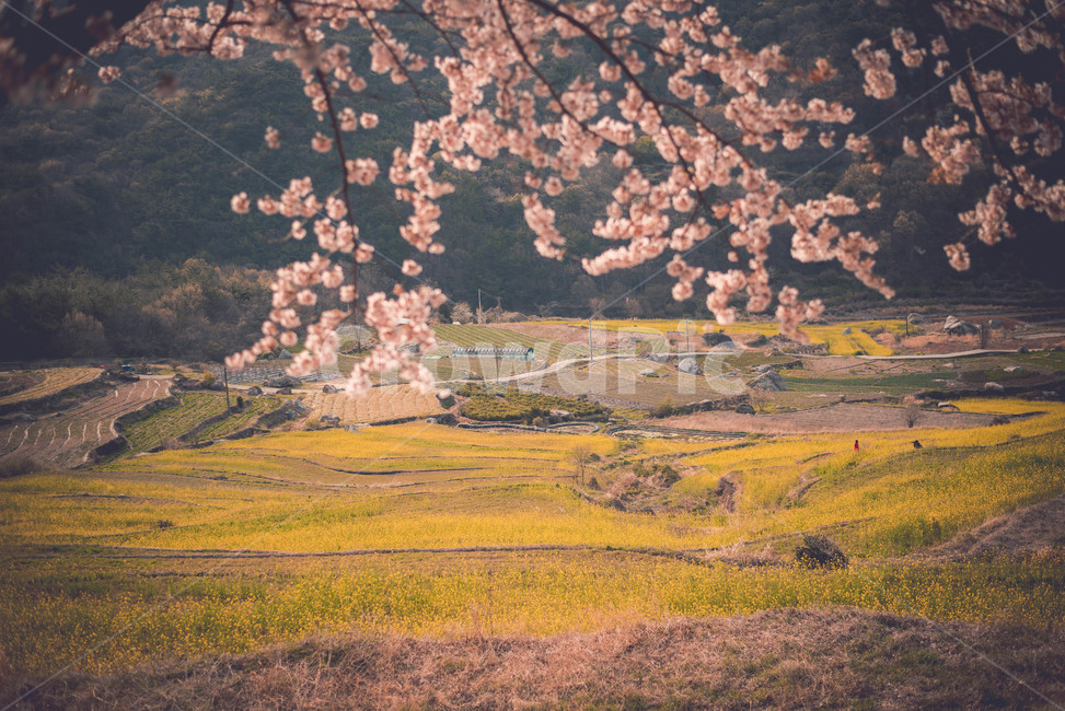 벚꽃,벚꽃나무,유채,유채밭,식물,봄,계절,spring,season,자연,풍경,nature,landscape,한국자연풍경,한국자연경관,korea nature landscape,감성,sensible,feeling,plant