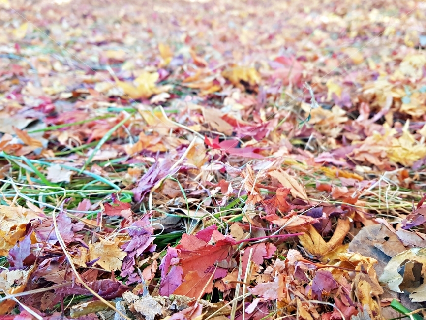 가을낙엽,낙엽,가을,단풍,낙엽길,가을,계절,fall,autumn,season,식물,자연,plants,nature,leaf,잎,plant,ground,바닥