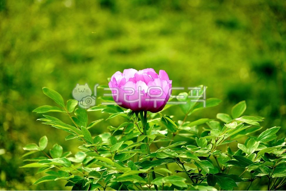 꽃,꽃잎,핑크꽃,분홍꽃,풀잎,flower,petal,leaf,anemone,green,pink