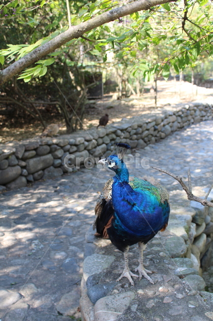 peacock,zoo,peahen,공작,animal,동물,bird,새,colorful,beautiful,조류,동물원,아름다운,화려한,동물,animal,조류,새,birds