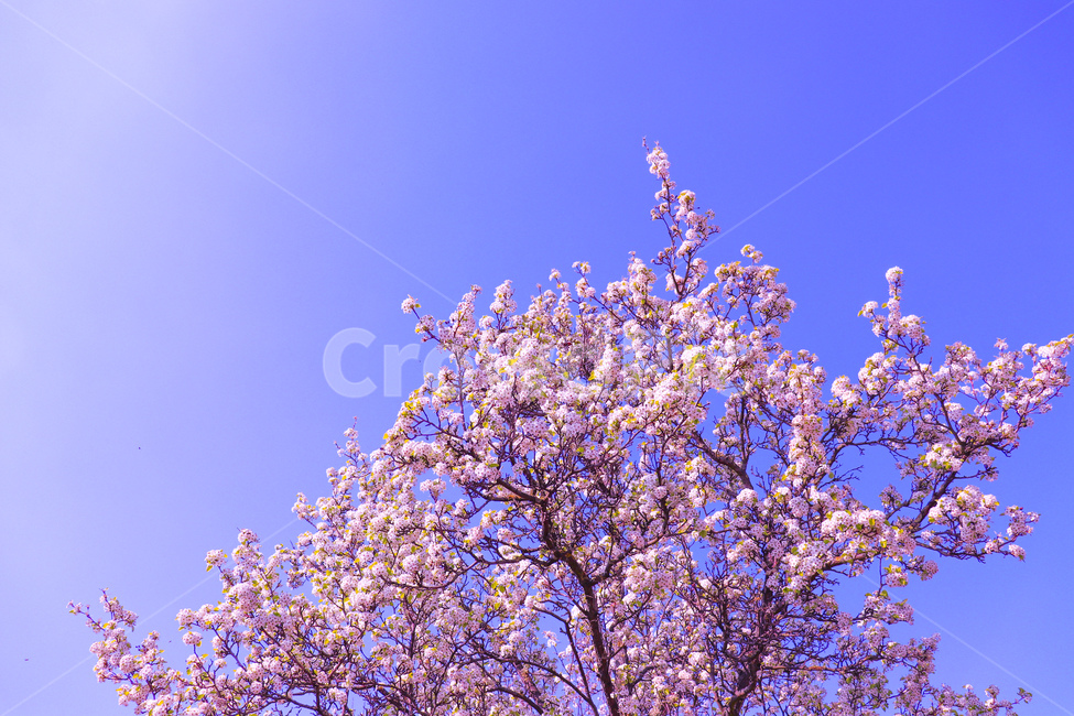 나무,꽃나무,꽃,땅,flower,자연,plant,blossom,작은꽃,봄,돌맹이,흙,계절,season,spring,summer,식물,여름,식물,자연,plants,nature,꽃,flower