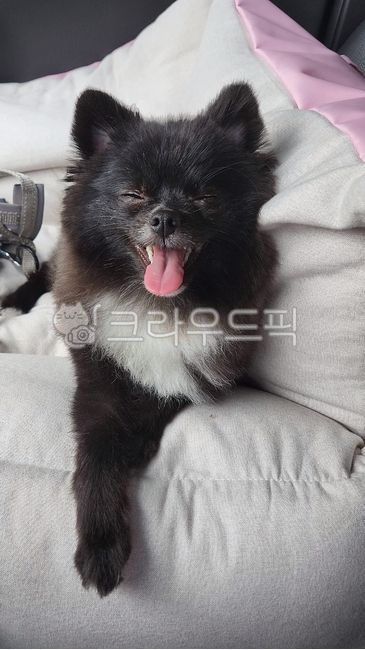 black pomeranian,black tan,Pets,black puppy,Black color,pomeranian,blackpomeranian,animal,dog,mammalia,pet dog,pet