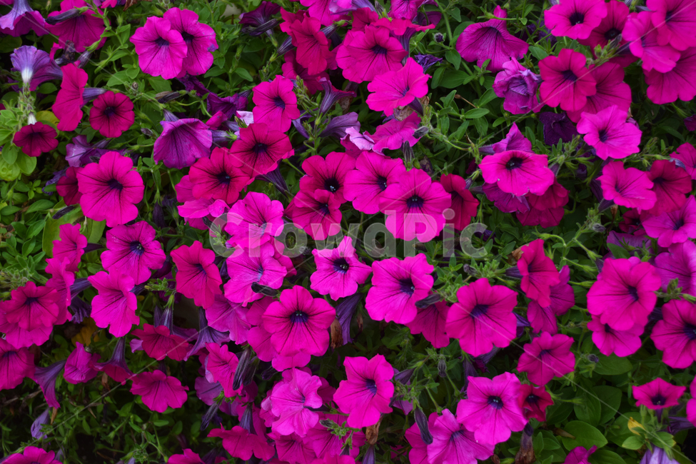 꽃,예쁜,색갈,색감,꽃들,빛감,보라빛,자주색,자주빛,보라색,식물,자연,plants,nature,꽃,flower