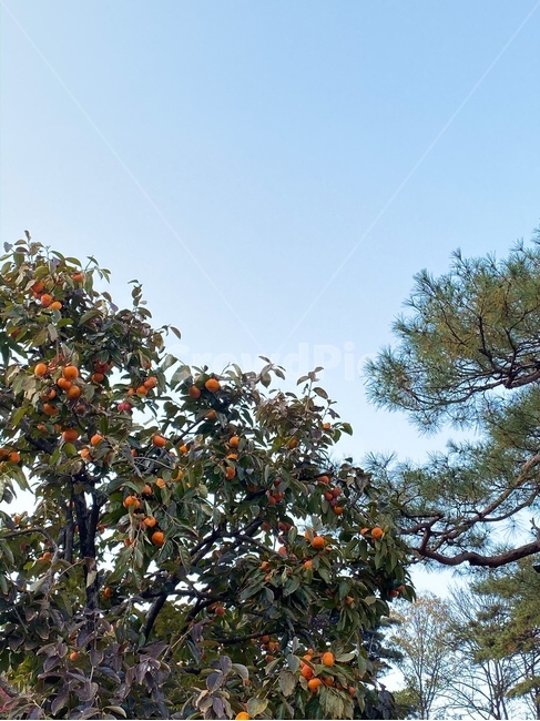 감,감나무,식물,plant,fruit,과일,가을,하늘,나무,소나무