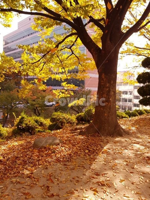 가을,단풍,낙엽,노랑,풍경,가을,계절,fall,autumn,season,식물,자연,plants,nature,나무,trees,wood,tree,plant,tree trunk,나무 줄기,leaf,잎