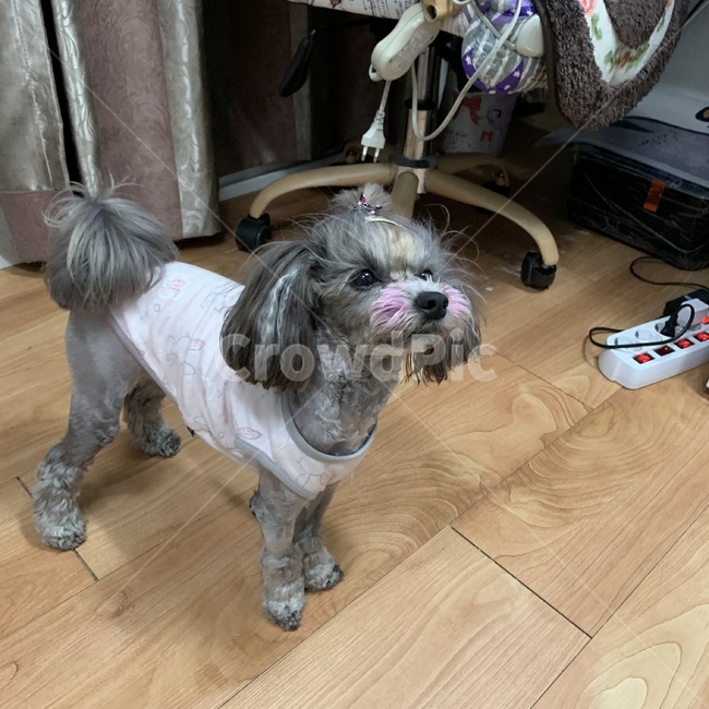 강아지,재앙,댕댕이,귀여미,사랑,동물,animal,포유류,mammal,개,강아지,dog,doggy