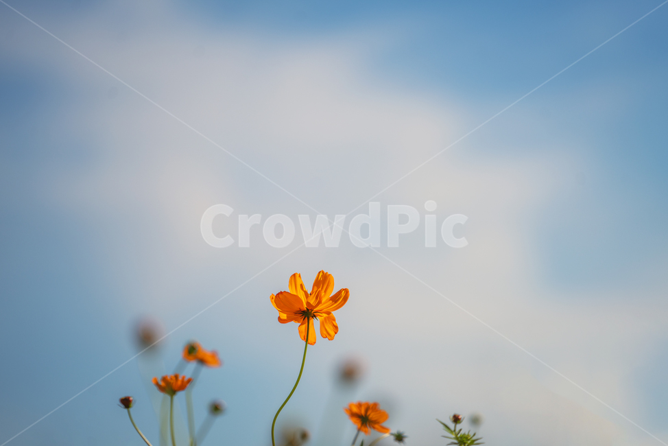 황화코스모스,꽃,가을꽃,파란하늘,식물,가을,계절,fall,autumn,season,식물,자연,plants,nature,꽃,flower,plant,blossom,daisy,데이지,daisies