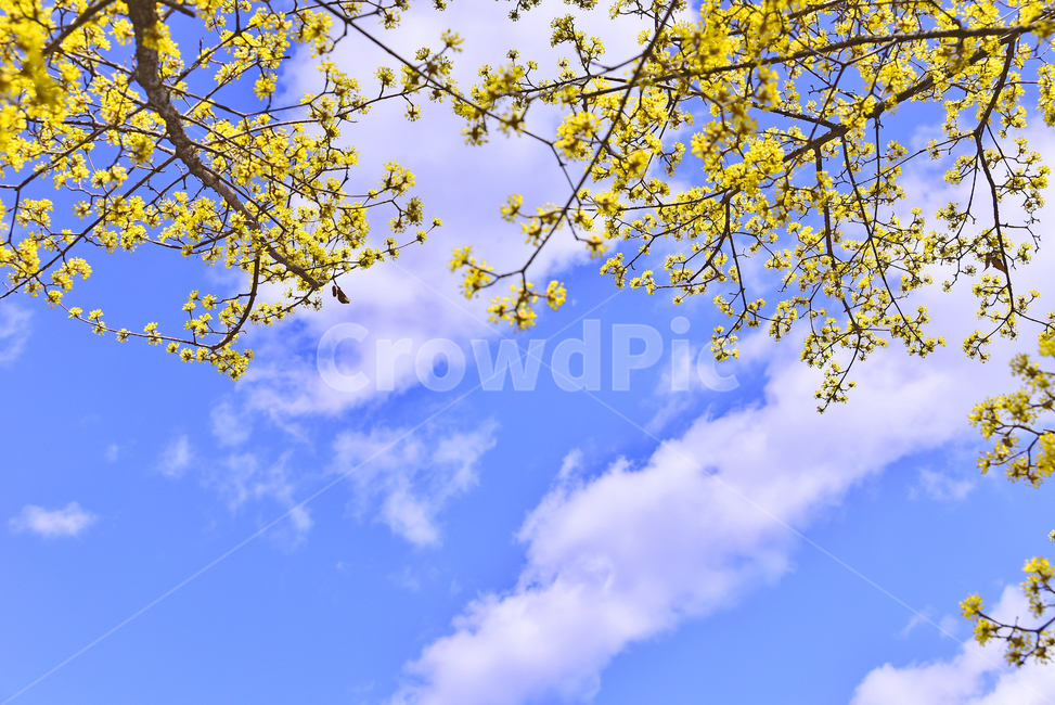 산수유,봄꽃,노랑꽃,계절,시즌,나무꽃,season,blossom,꽃,flower,식물,plant,푸른하늘,청명,맑은날,뭉게구름,sky,옐로우,노랑색,yellowflowers,야외,옥외,아웃도어,배경,바탕,백그라운드,봄,계절,spring,season