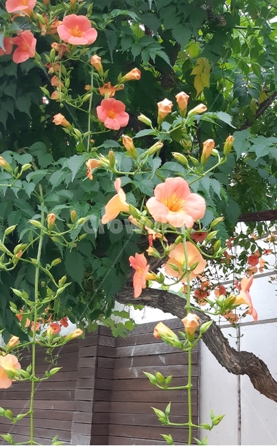 능소화,분홍색,식물,초록,꽃,개화,식물,자연,plants,nature,꽃,flower