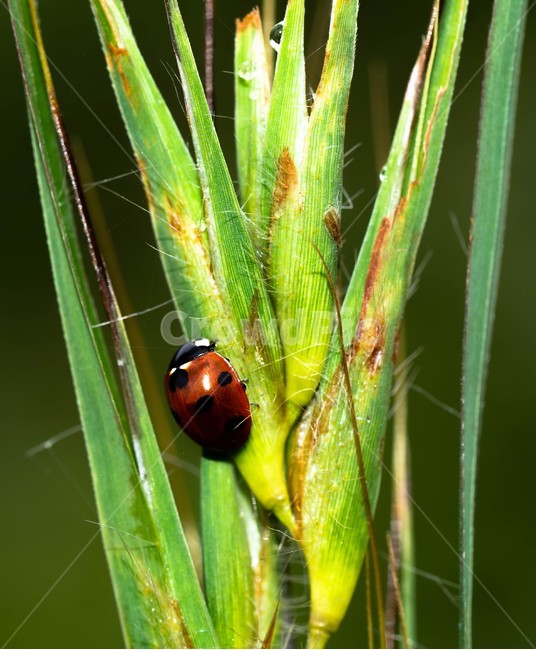 무당벌레,대금산,자연,푸르름,이른아침,식물,자연,plants,nature,곤충,벌레,insect,bug