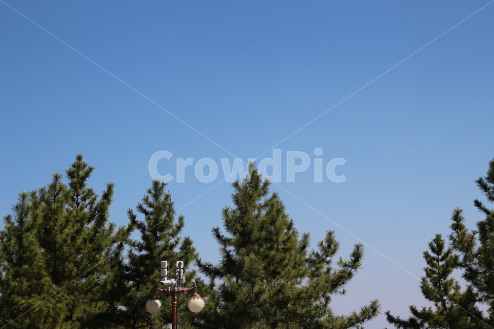 하늘,봄,파란하늘,바다,강릉,동해,나무,맑음,풍경,자연,초록,자연,풍경,nature,landscape,tree,plant,식물,fir,전나무