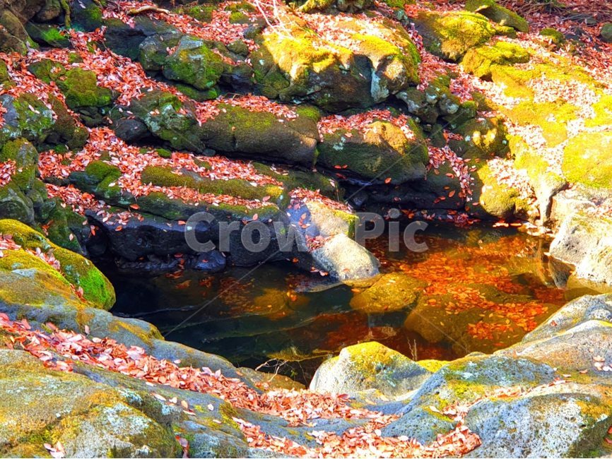 water,물,nature,자연,outdoors,이끼,낙엽,웅덩이,계곡,자연,풍경,nature,landscape