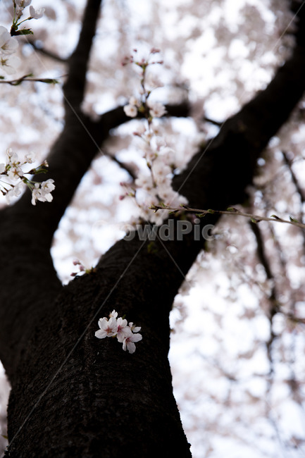 벗꽃,봄꽃,나무,꽃,봄,벗나무,봄,계절,spring,season,plant,식물,blossom,cherry blossom,벚꽃,flower