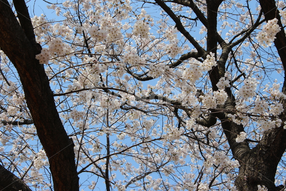 벚꽃,나무,봄,하늘,나뭇가지,봄,계절,spring,season,식물,자연,plants,nature,꽃,flower,plant