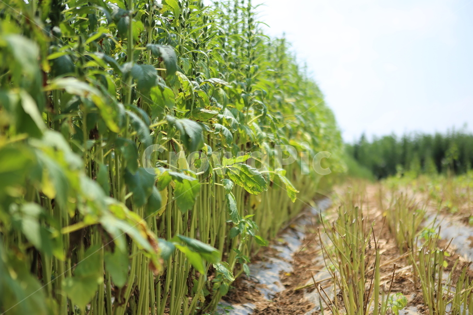 추수,참깨,하늘,초록,시골,산업,industry,industrial,농업,농사,agriculture,farming,farming industry