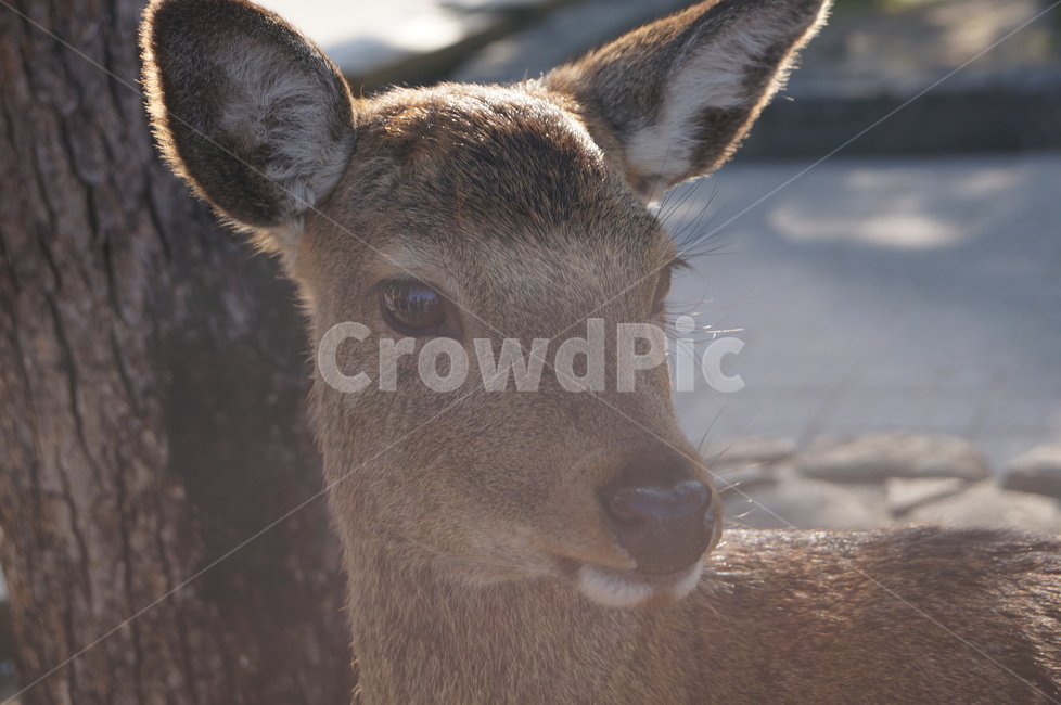 animal,동물,mammal,포유류,wildlife,야생동물,deer,사슴,miyajima,미야지마,동물,animal,포유류,mammal