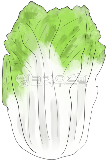 채소,배추,김치,배추김치,김장김치,김장배추