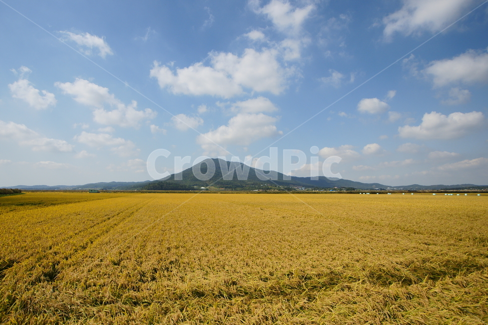 천수만,가을,풍경,농촌,평야,가을,계절,fall,autumn,season,자연,풍경,nature,landscape,한국자연풍경,한국자연경관,korea nature landscape,outdoors,옥외,grassland,목초지,field,들
