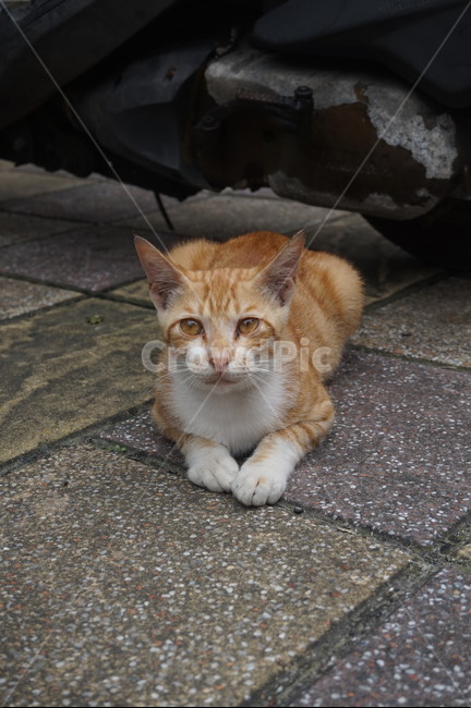 고양이,길고양이,유기묘,유기동물,반려동물,길,동물,자연,생명,쉬는고양이,쳐다보는고양이,동물,animal,포유류,mammal,고양이,cat,kitten,kitty