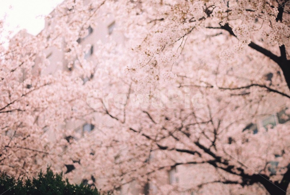 벚꽃,꽃,벚꽃나무,벚꽃축제,봄,나들이,사랑,spring,sakura,pink,blossom,필름,봄,계절,spring,season,감성,sensible,feeling,plant,식물,flower