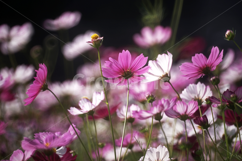 코스모스,꽃,식물,계절,가을,감성,가을,계절,fall,autumn,season,식물,자연,plants,nature,꽃,flower,plant,daisies,데이지,blossom,daisy,petal,꽃잎