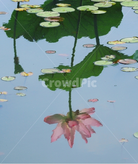 연꽃,물,반영,붉은색,여름,식물,자연,plants,nature,꽃,flower