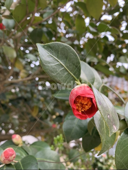 동백,동백꽃,겨울,꽃,봄,식물,잎,plant,leaf,빨강