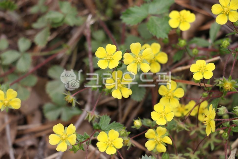 들꽃,노란색,잡초,식물,강인함,인내,들풀