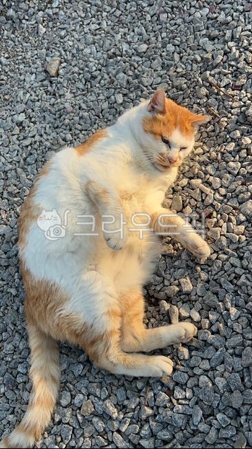 고양이,길냥이,길고양이,뚱이,애완동물,cat