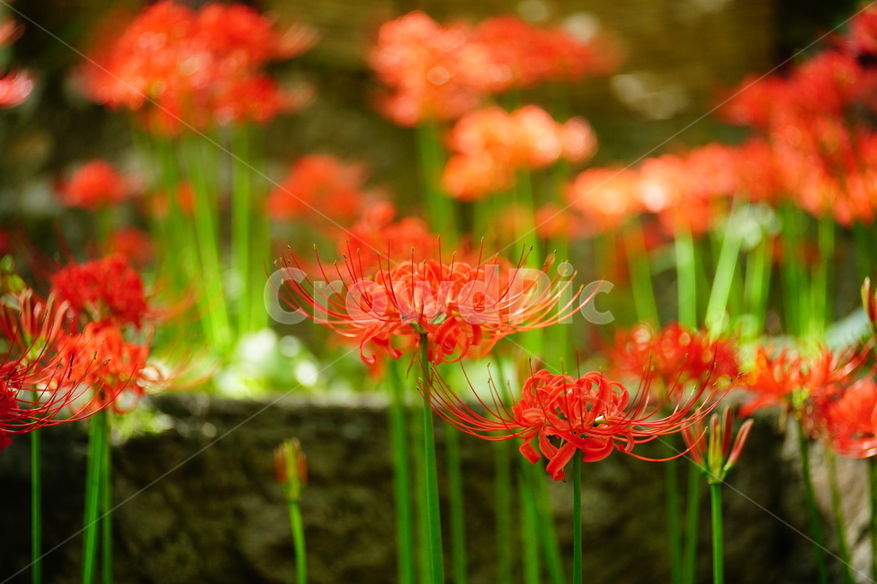 꽃무릇,꽃,식물,플라워,flower,자연,nature,plants,9월,가을,fall,autumn,september,꽃밭,화단,꽃사진,가을꽃,식물,자연,plants,nature,꽃,flower