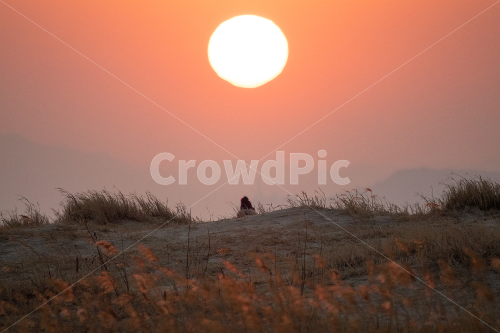 일몰,갈대,자연,고독,땅,자연,풍경,nature,landscape,outdoors,옥외