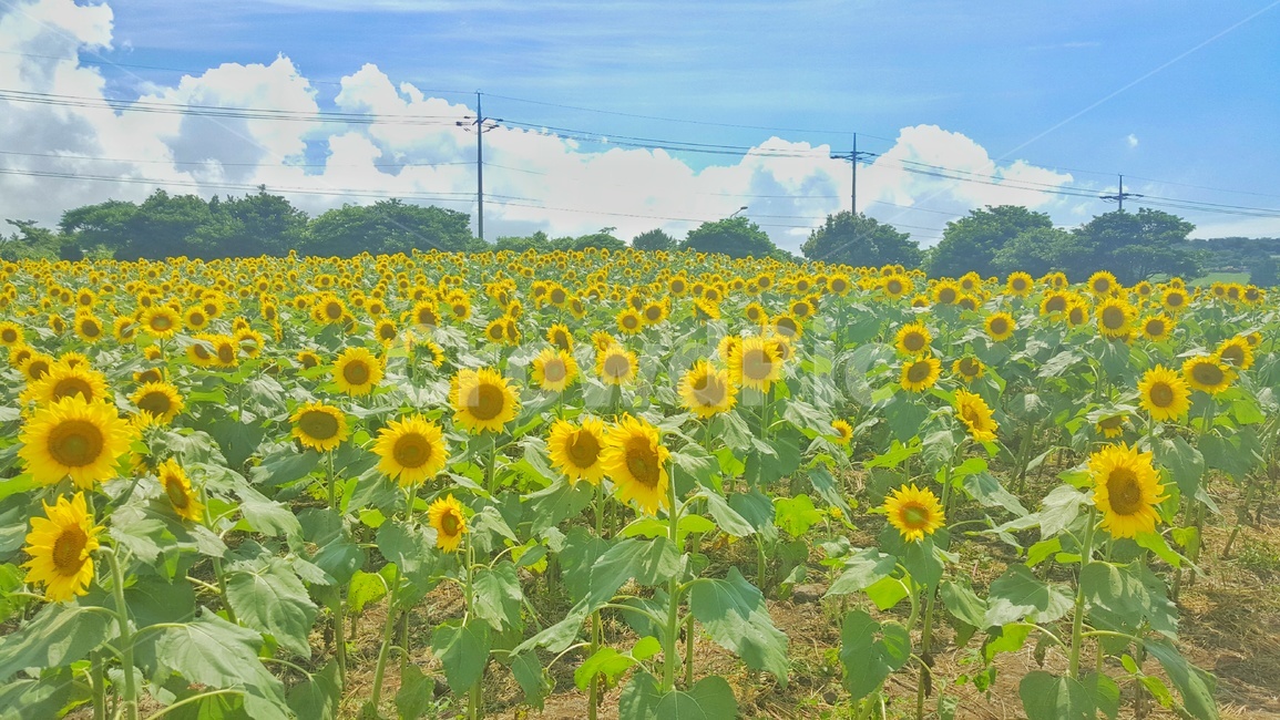 꽃,해바라기,하늘,풍경,노란색