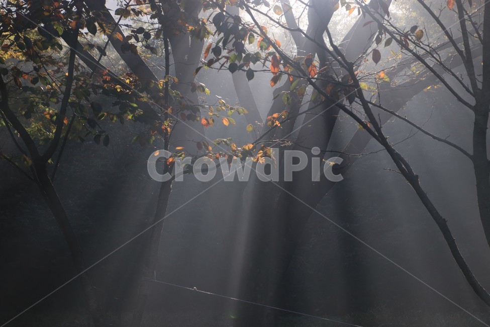 light,빛,플레어,sunlight,햇빛,빛내림,자연,nature,숲,forest,자연,풍경,nature,landscape
