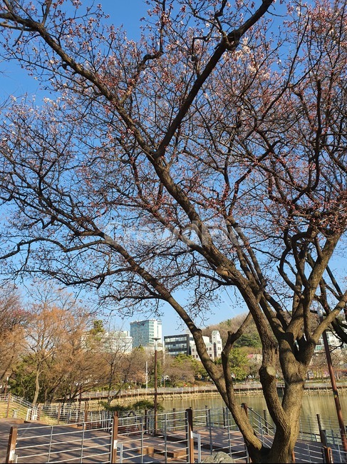 나무,tree,식물,꽃망울,벚꽃