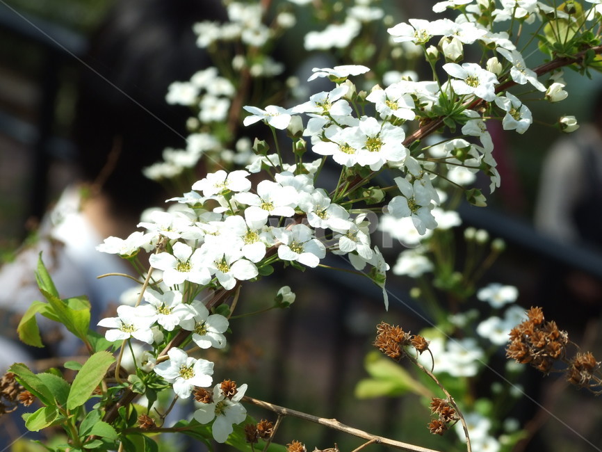 봄,꽃,식물,나무,봄꽃,봄,계절,spring,season,식물,자연,plants,nature,꽃,flower,plant