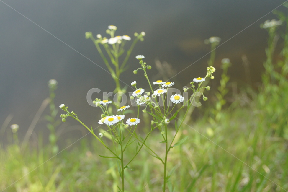 식물,plant,wildflower,sun,sunshine,식물,자연,plants,nature,꽃,flower