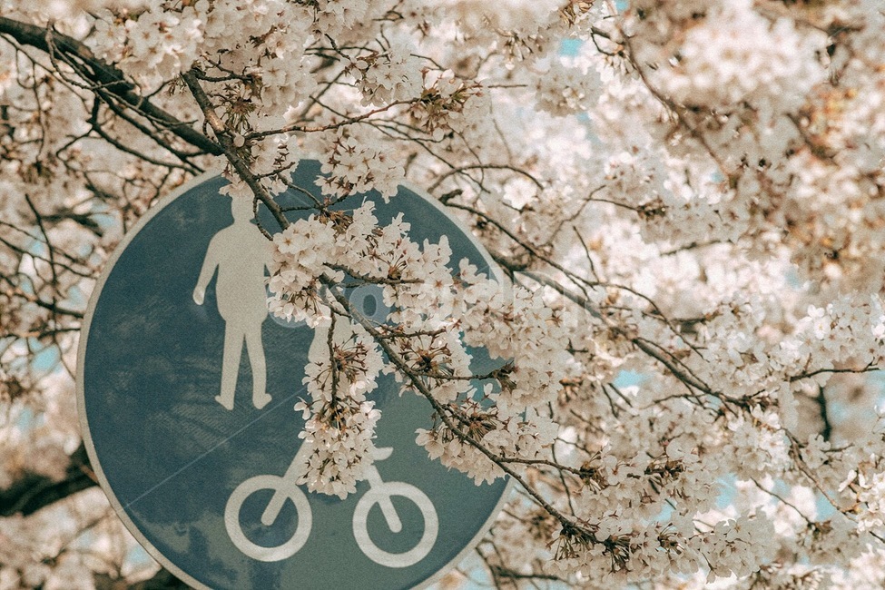 봄,꽃,벚꽃,식물,자연,spring,flower,cherryblossom,plant,nature,봄,계절,spring,season,자연,풍경,nature,landscape,감성,sensible,feeling,blossom,cherry blossom