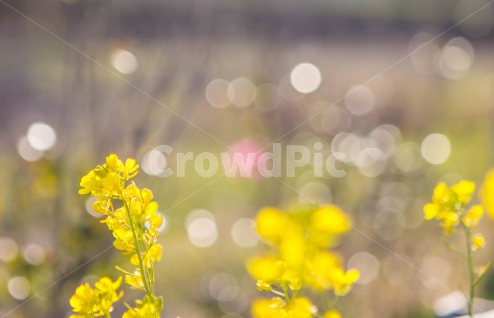 유채꽃,꽃밭,노란꽃,봄꽃,꽃,봄날,봄,계절,spring,season,식물,자연,plants,nature,꽃,flower,plant