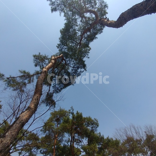 나무,하늘,봄,plant,식물,tree,treetrunk,나무줄기,sky