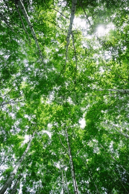 강원도,인제,원대리,자작나무,자작나무숲,초록초록,숲,나무,자연,풍경,nature,landscape,여름,계절,summer,season,휴식,힐링,rest,relaxation,healing,tree,plant,식물,vegetation,초목