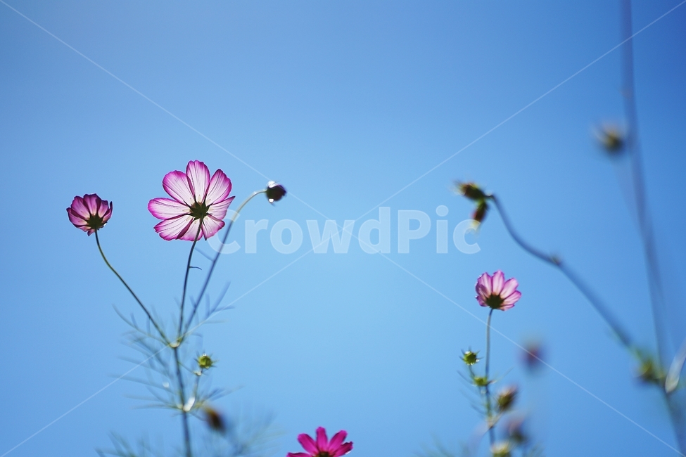 코스모스,가을,가을하늘,역광,가을꽃,가을,계절,fall,autumn,season,식물,자연,plants,nature,꽃,flower,blossom,geranium,제라늄,plant