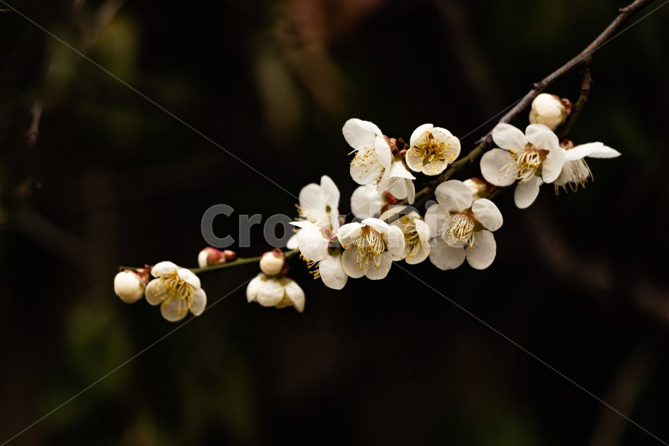 매화,매화꽃,매실꽃,백매화,흰매화,봄,계절,spring,season,식물,자연,plants,nature,꽃,flower,plant