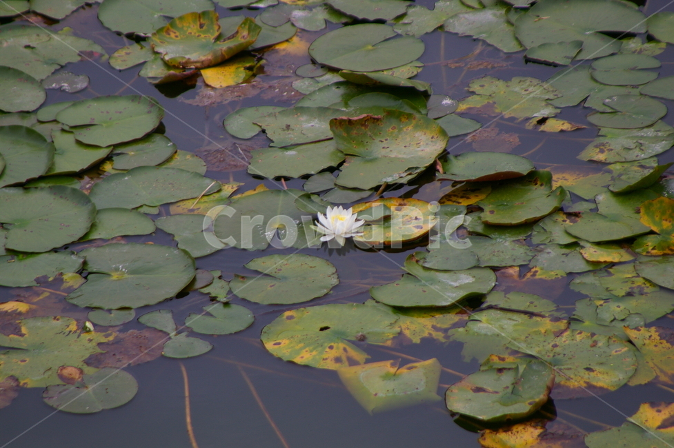 연못,초록,클로즈업,접사,plant,식물,blossom,flower,꽃,감성사진,식물,자연,plants,nature,꽃,flower