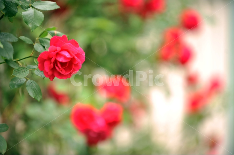 자연,꽃,장미,빨강,초록,초여름,식물,자연,plants,nature,꽃,flower