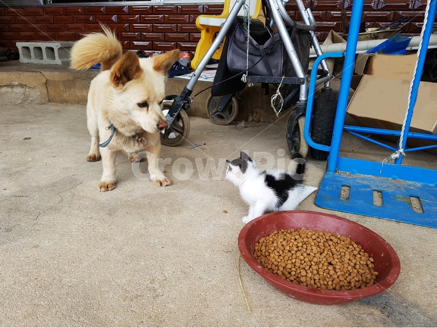 강아지,고양이,개와고양이,사료,애완견,개,dog,cat,시골집,마당,동물,가축,짐승,새끼고양이,동물,animal,포유류,mammal,고양이,cat,kitten,kitty,개,강아지,dog,doggy