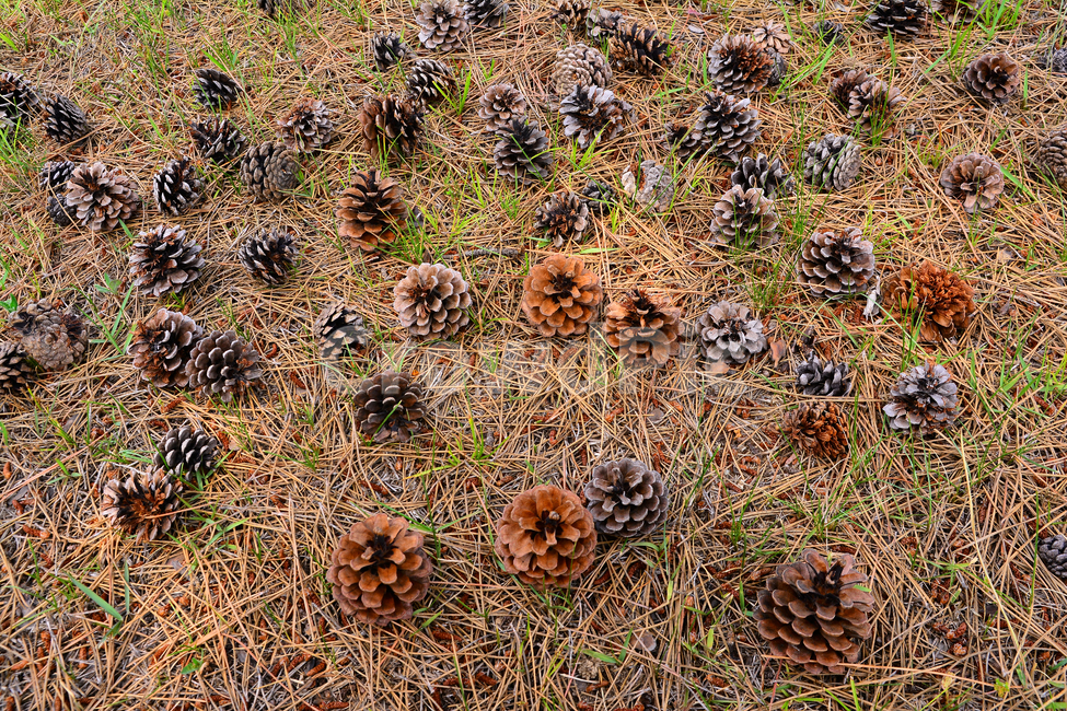 솔방울,열매,소나무,나무열매,씨앗,식물,파인트리,pinecone,땅,대지,바닥,지면,솔잎,결실,바탕,배경,백그라운드,outdoor,seed,패턴,plant,땅바닥,야외,옥외,자연,natural,가을배경