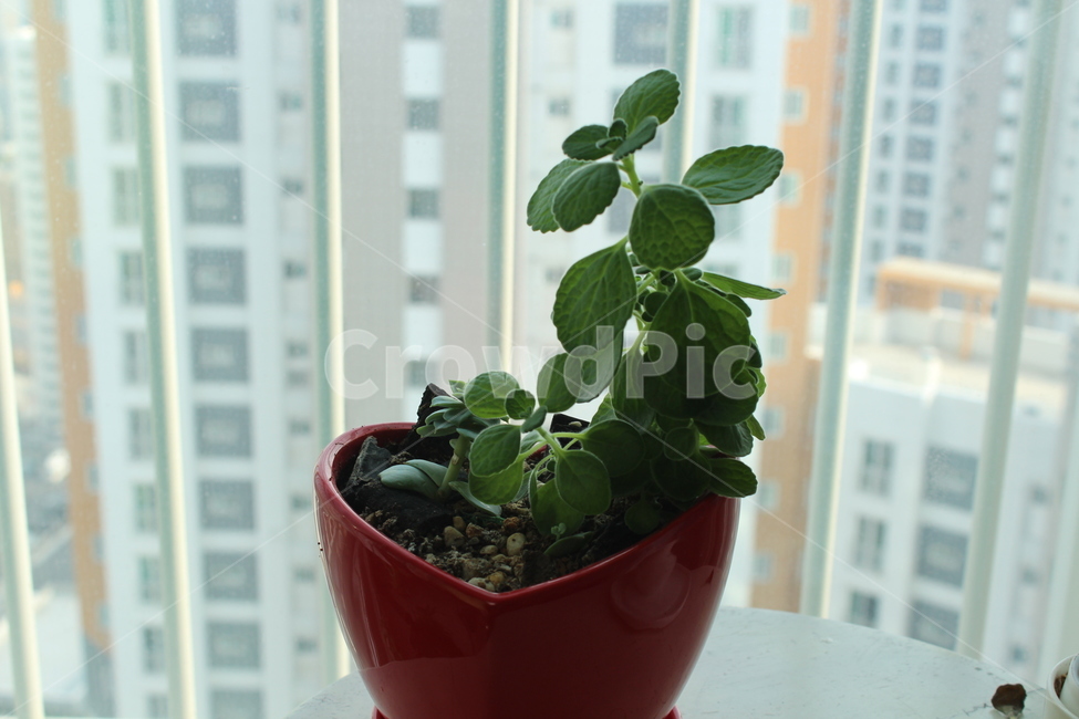 화분,항아리,jar,plant,식물,pottedplant,pottery,실내용화초,화분,화초,house plant