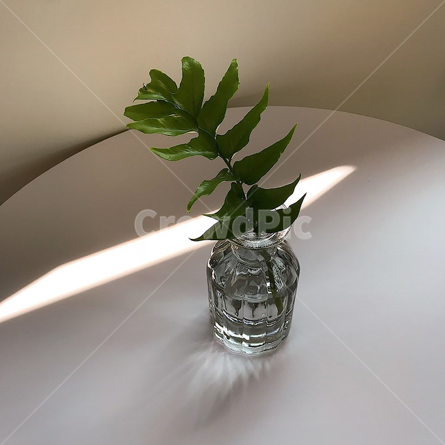 감성,카페,식물,plante,green,무드,빛,햇빛,유리,실내용화초,화분,화초,house plant