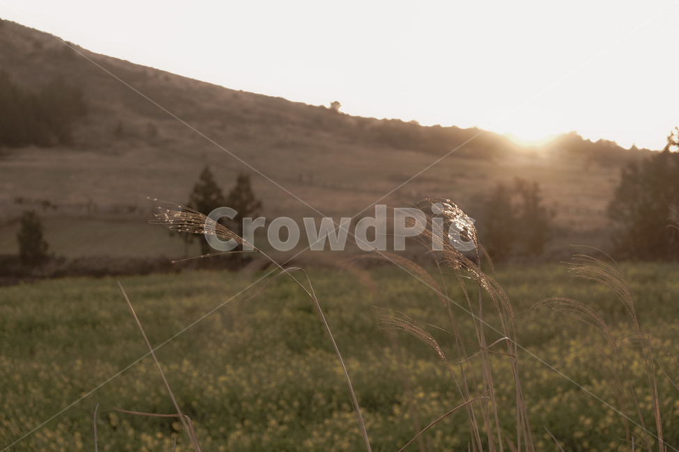 grass,잔디,석양,노을,sunset,억새